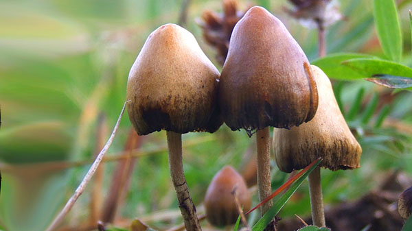 Psilocybe Semilanceata 6514