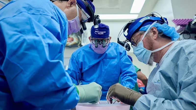 Grisenyre Transplantation